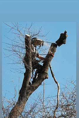 Proyecto de jardinería