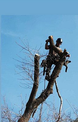 Proyecto de jardinería